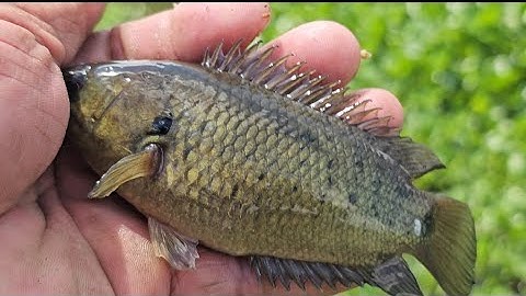 Tập 33: Câu cá rô đồng khu vực biên giới Long An