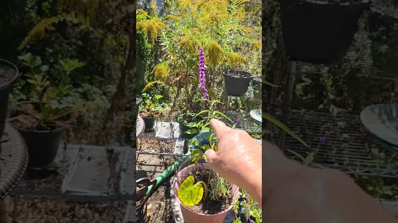 Late Blooming Pollinator plants 