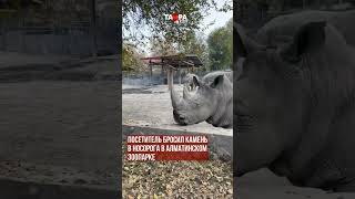 Посетитель бросил камень в носорога в алматинском зоопарке