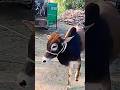 গরু #cow #cows #guru #garu #animals #natural #viral #foryou #shorts #short #viralvideo #viral #video
