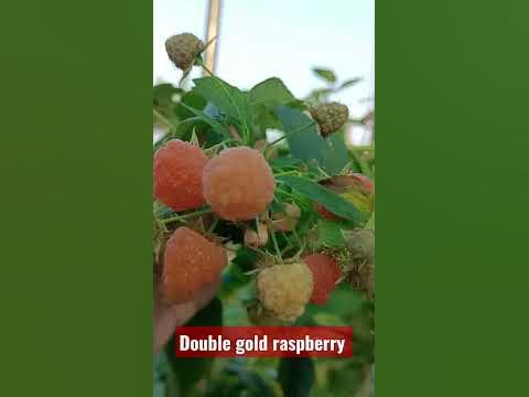 Double gold raspberry - YouTube