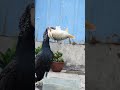 Great cormorant eats the whole fish instantly
