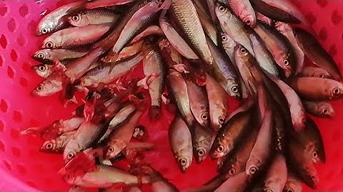 cá linh non đầu mùa /, đặc sản mùa nước nổi /nghề bạc triệu mùa nước nổi/cách có tiền nhanh  chóng