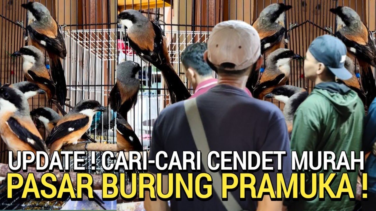 BARU KETEMU ! BURUNG CENDET SEHAT HARGA SEKARAT DI KIOS PASAR BURUNG PRAMUKA HARI INI 