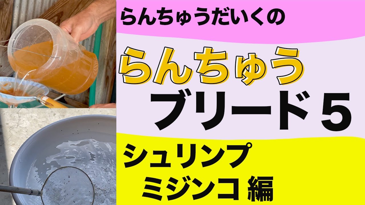 らんちゅうブリード⑤ミジンコシュリンプ 編   稚魚にかかせないミジンコとシュリンプの作り方