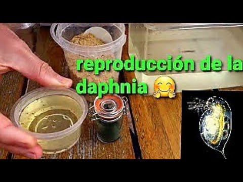 Vídeo: Los Genes Quimiorreceptores De La Pulga Daphnia Pulex: Muchos Grs Pero Ninguno Ors