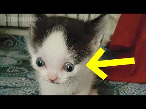 Video: Sentido del gato: Cómo nuestras acciones afectan el comportamiento felino