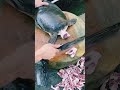 🐢 La Tortuga Más Extraña Captada en Cámara 😳🔥#shorts