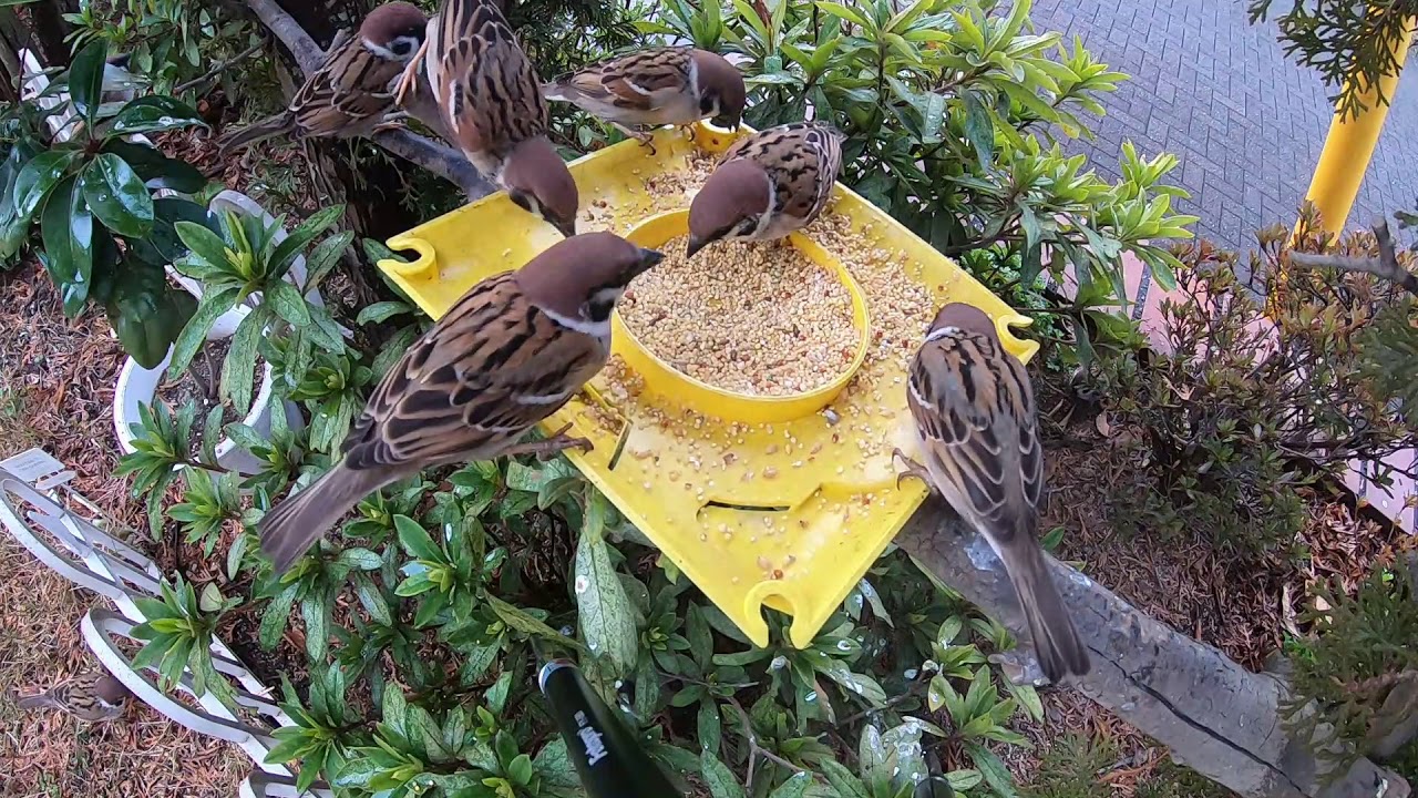 野鳥 スズメの食堂 大量のスズメがやってきた 雀 Youtube