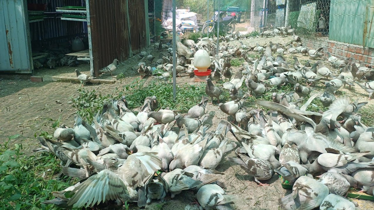 kỷ thuật quản lý chim bồ câu thái bố mẹ. Trại Thế phong 0978455670.