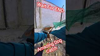 Running Jumping Dog Catch Up #ytviral #shorts #dogwithpublicsafety #pets #animals