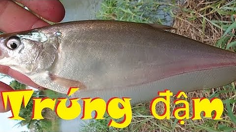 Quá trời cá thác lác Kênh T61 - Mộc Hóa