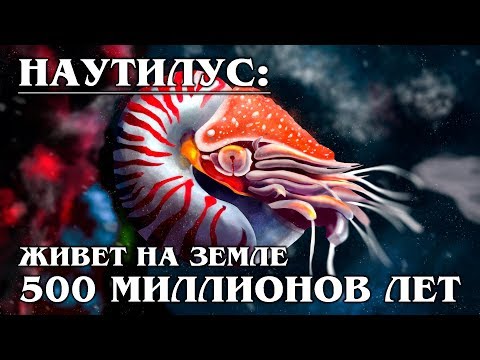 Video: Наутилус (моллюска): сүрөттөлүшү, түзүлүшү жана кызыктуу фактылар