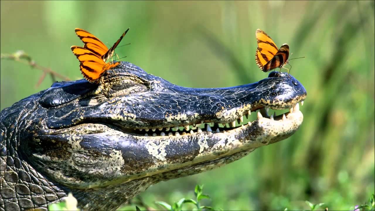 Evolution - Crocodile Man