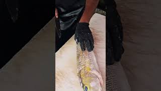 peixe namorado pra assar #peixe #fyp #asmr #peixesamazonicos