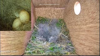 Blue Tit Camera Nest Box Live Stream 1