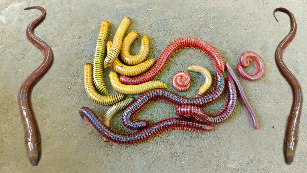 Wadidaw! Mencari kaki seribu besar, luwing dan ikan belut, ikanhias, ikan lele, kura kura, ikanbetok