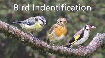 Video over vogelidentificatie in het Engels - UK Garden Birds Names ID