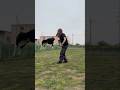 お庭で突然始まるダンスタイム💃🐕　#dog #doglife #dogtricks