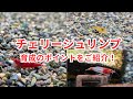 チェリーシュリンプ系を飼育するポイントをお教えします！