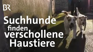 Hund sucht Katze: Unterwegs mit dem Suchhundeteam K9 | Schwaben + Altbayern | BR