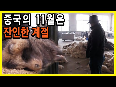 잔인한 수확, 중국 모피마을을 가다 (2014.01.11.방송)