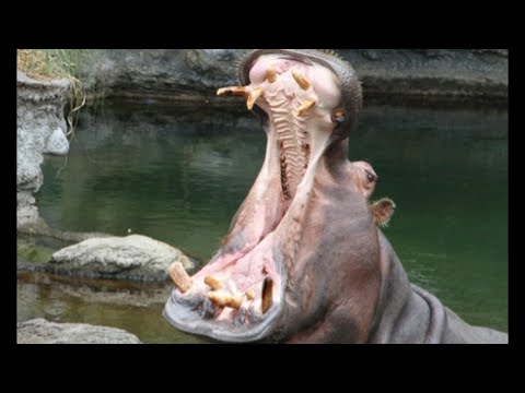 ＜２０２３年版＞動物園でカバの歯磨き　【Hippopotamus】　Hippo teeth polish　＃6月４日　#天王寺動物園　＃虫歯の日　#toothpaste　#animals
