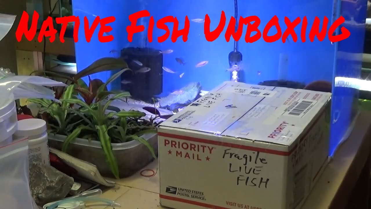 cichlid aquarium plants Fish Unboxing Bluefin Killifish Okefenokee Pygmy Sunfish