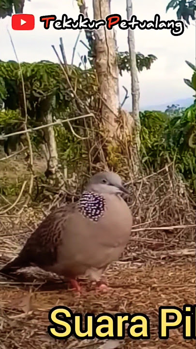 Tekukur GACOR MERSIK VOICE #tekukur #tekukurgacor #turkukur bird #soundtekukur