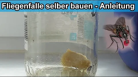 Was zieht Fliegen an und tötet sie?