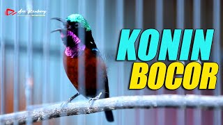 KONIN GACOR siap jadi masteran