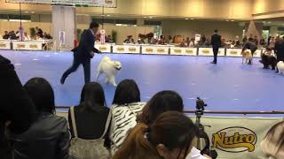 2019/11/24　ＦＣＩ大阪インターナショナルドッグショー　vol.2   秋田犬キン