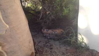 goldfields shingleback 5