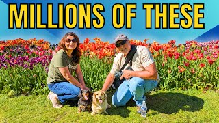 Holland Michigan Tulip Festival 2024| RV Living and Travels #tulip