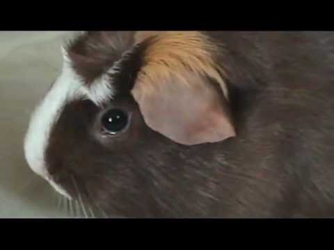Download Guinea pig watching G-Force