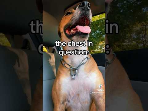 400 Push Ups W My Dog And I MEANT It Dogs Pitbulls Calisthenics Pushups Pets Fyp