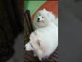 🐾Samoyed and slide♥️ #cute #animals