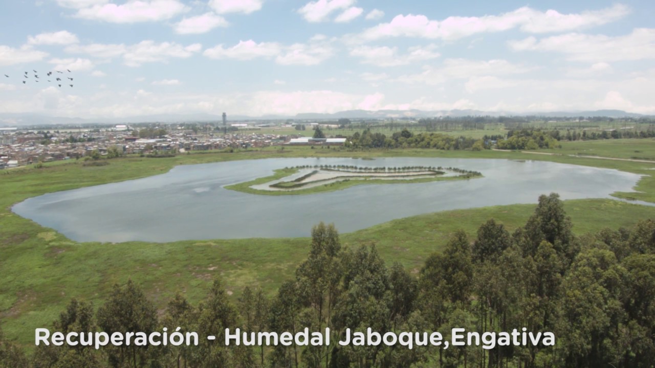 Peñalosa convirtió al humedal Jaboque en el nuevo santuario de las aves alcaldía de bogotá encuesta