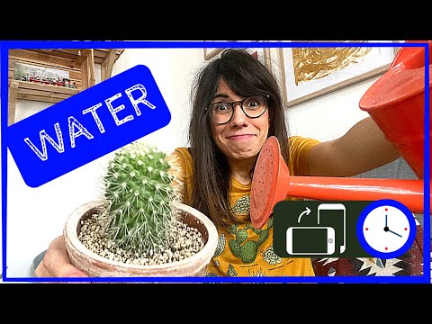 WHEN TO WATER SUCCULENTS | Quick Plant Tips! #shorts