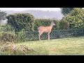 Epic Deer Encounter