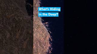 What lives at the bottom of the Great Lakes?