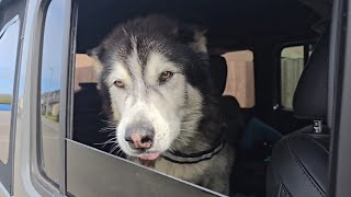 Old Husky Tries So Hard To Howl His Excitment With His Poorly Voice
