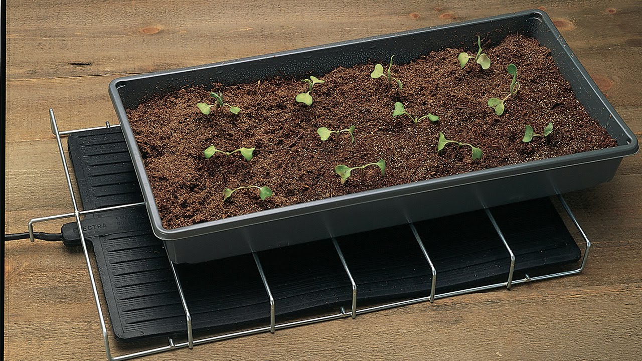 Seed Starting Part 3