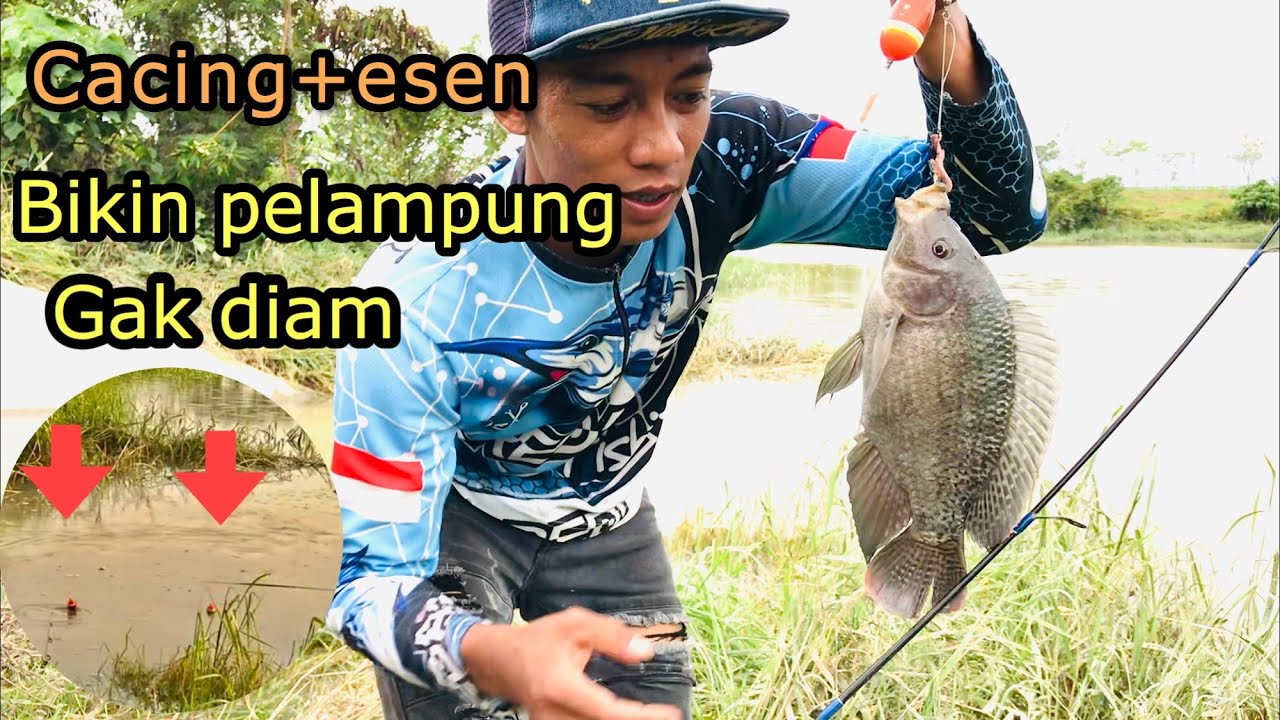 Umpan untuk mancing ikan nila babon