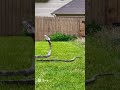 CCTV clip of fighting Snake #animals #cctvcamera #fight