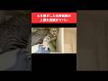 親兄弟と別れて心を閉ざした元野良猫の人馴れ訓練がヤバい