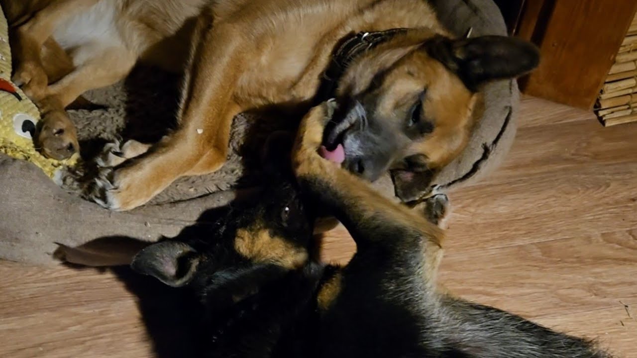 Вечер перед снегопадом, белая пелена и сюрпризы от осины