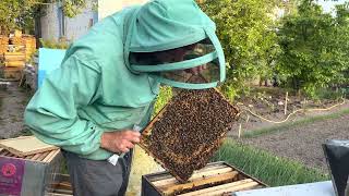 Расширяем двумя способами пчел вощиной