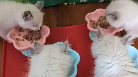 Video 5469381: royal canin kitten cat, royal canin kitten food, kitten dry cat food, cat kitten eating food, cat kitten baby, cat old