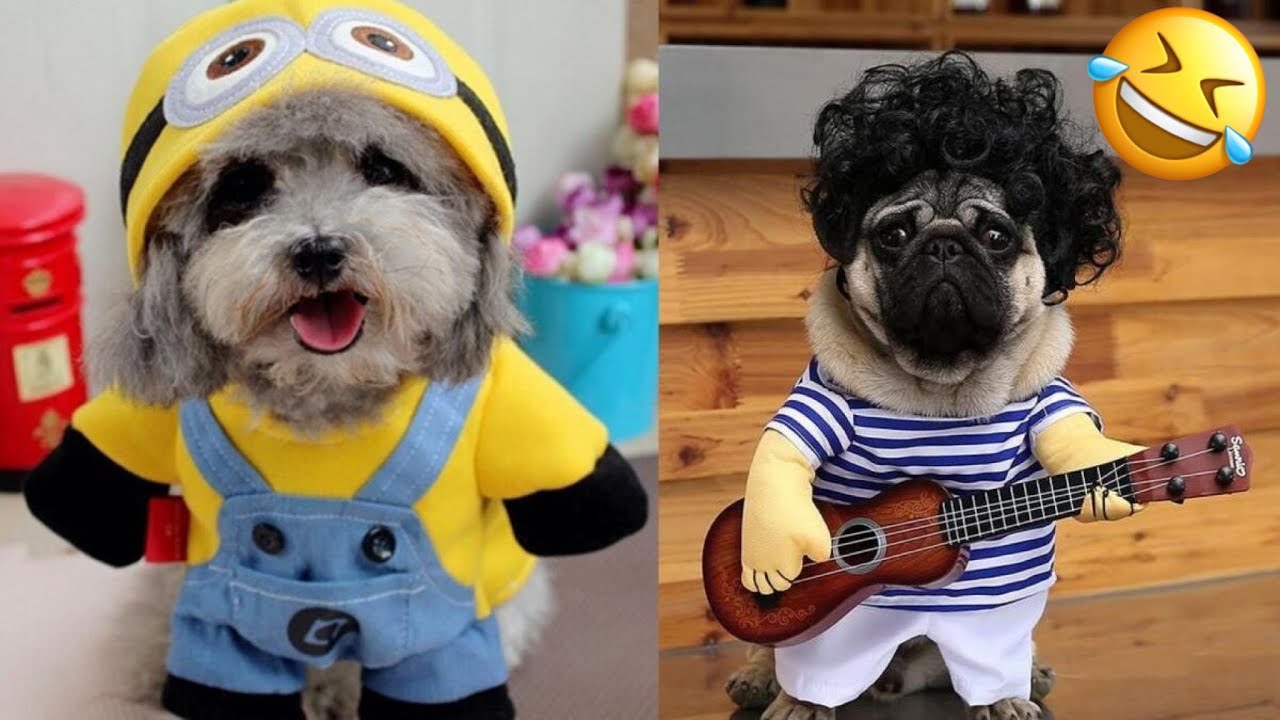 Funny video with animals in Halloween costumes🎃👻😂 YouTube